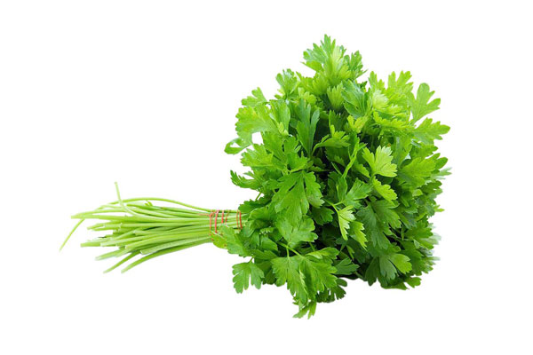 coriander