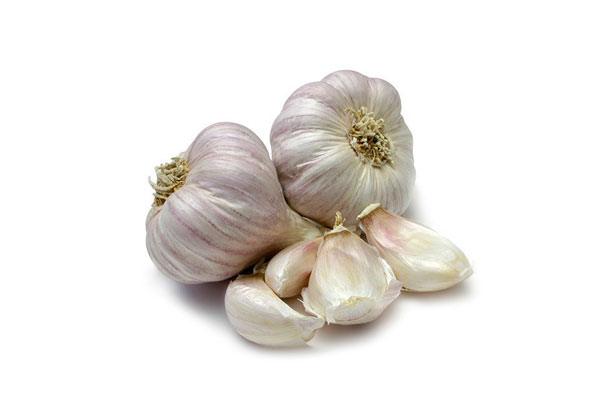 Garlic