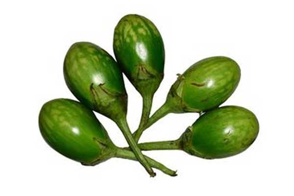 Surati Brinjal